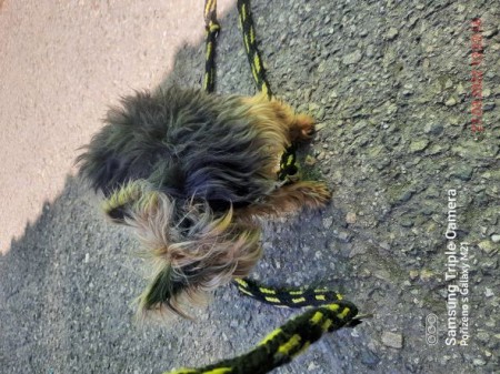 Pes - jorkšírský teriér